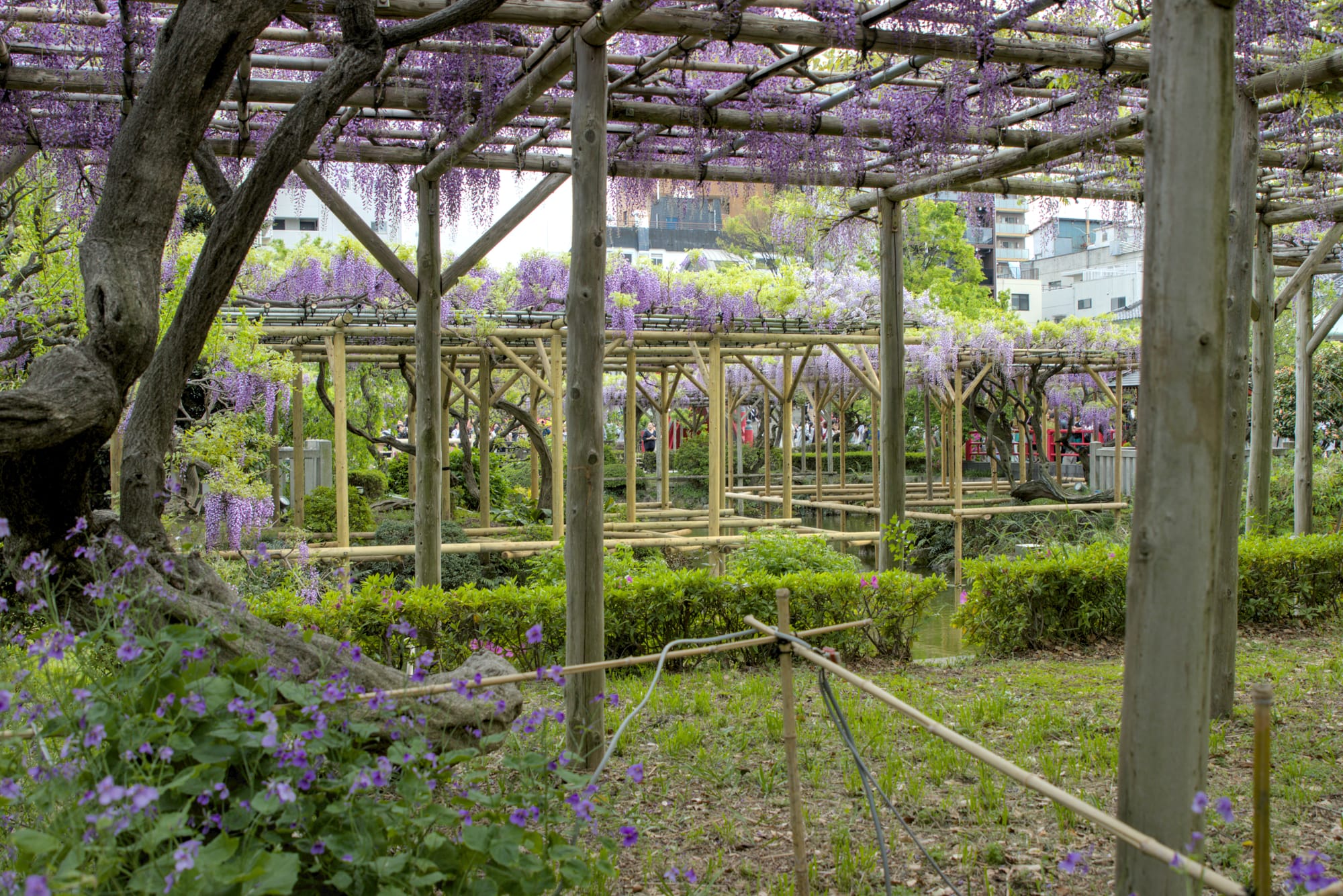 Wisteria in full bloom on trellises