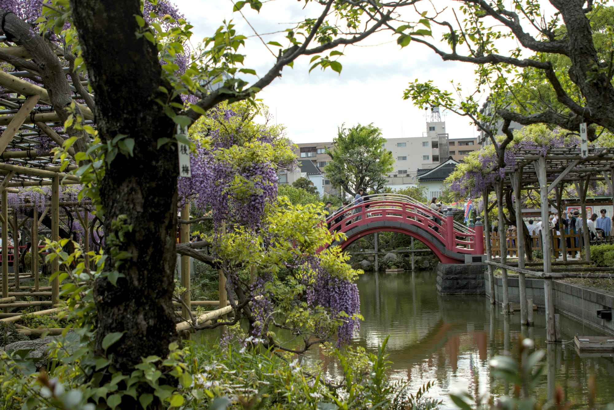 Moon bridge in Kameido Tenjin Shrine