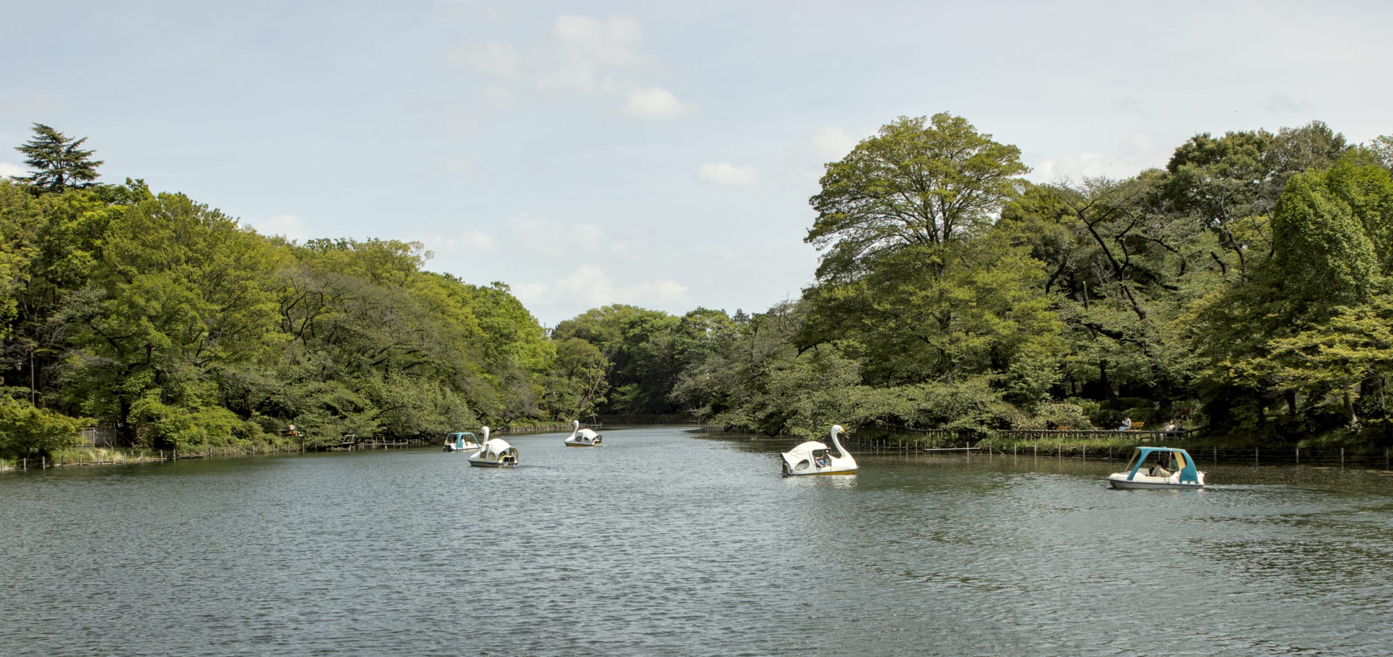 Swan boats on Inokashira Pond