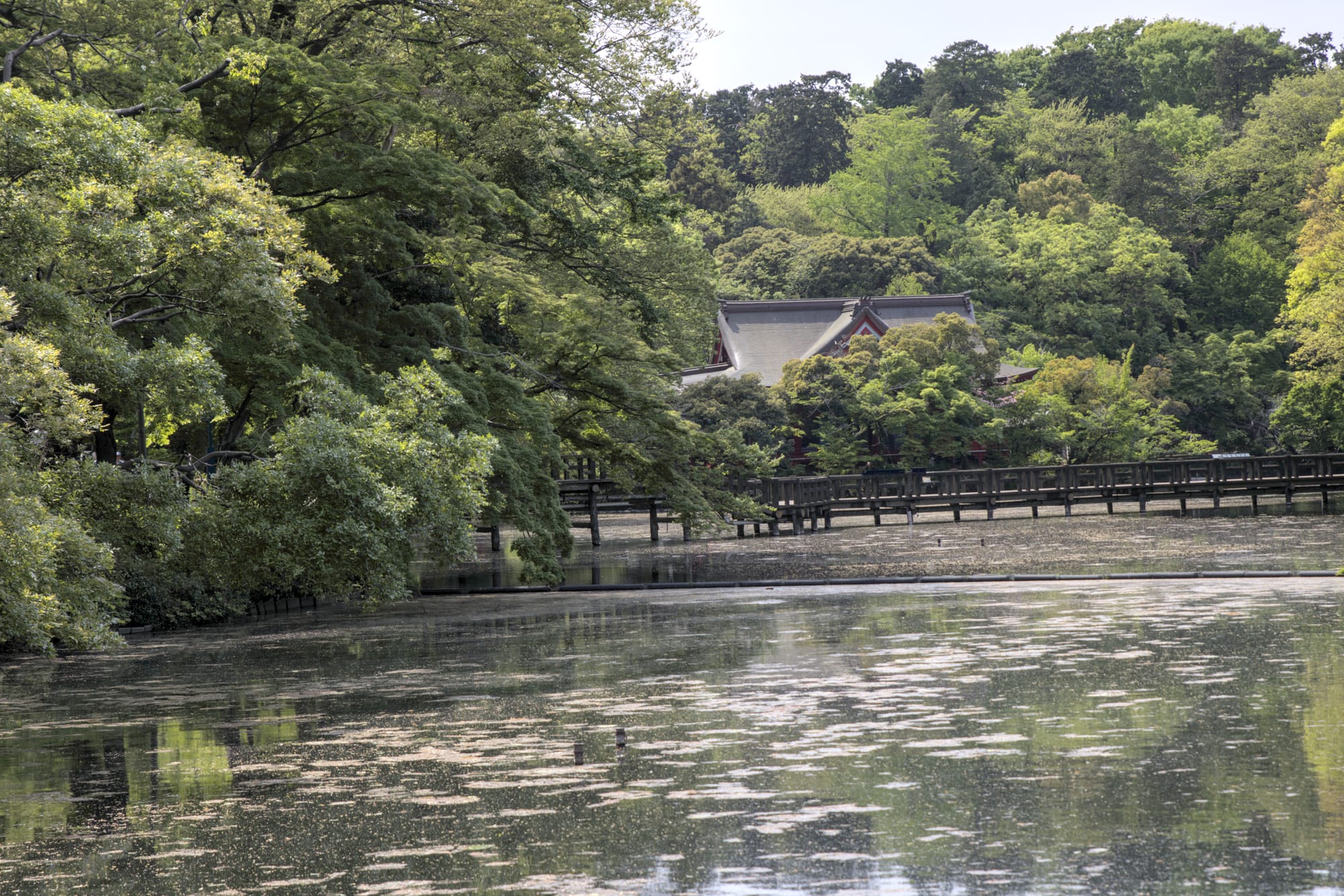 Inokashira Benzaiten across the pond