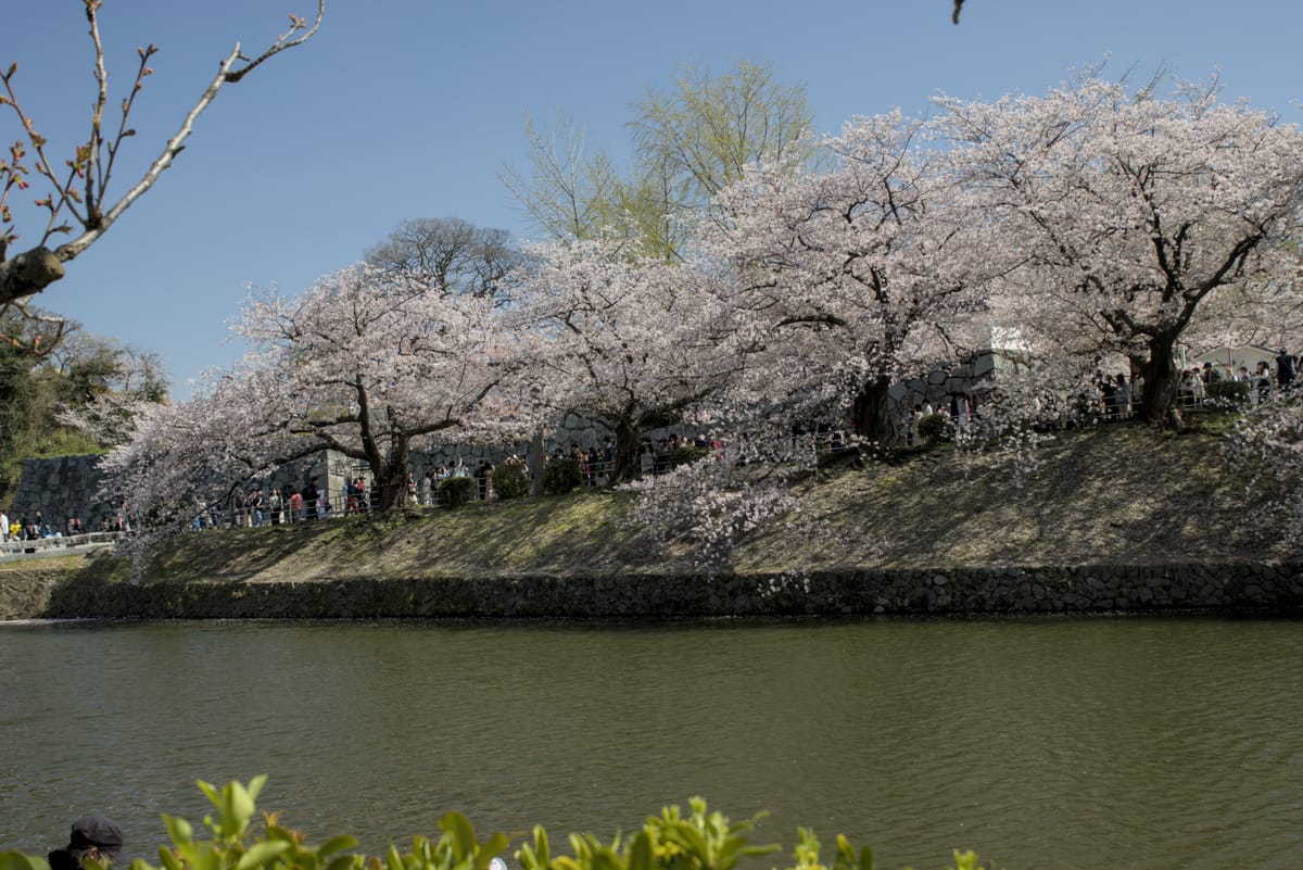Day 5 - Sakura in Fukuoka part 1