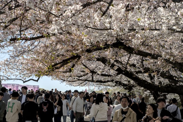 Day 5 - Fukuoka Sakura part 2 (Resend Test)